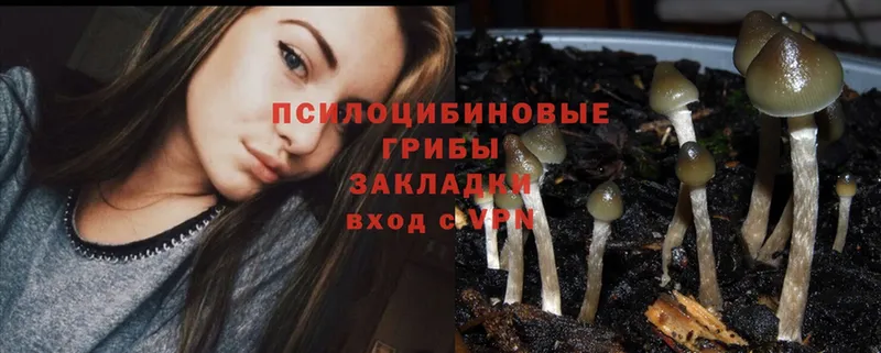 Псилоцибиновые грибы Psilocybe  купить закладку  Магас 